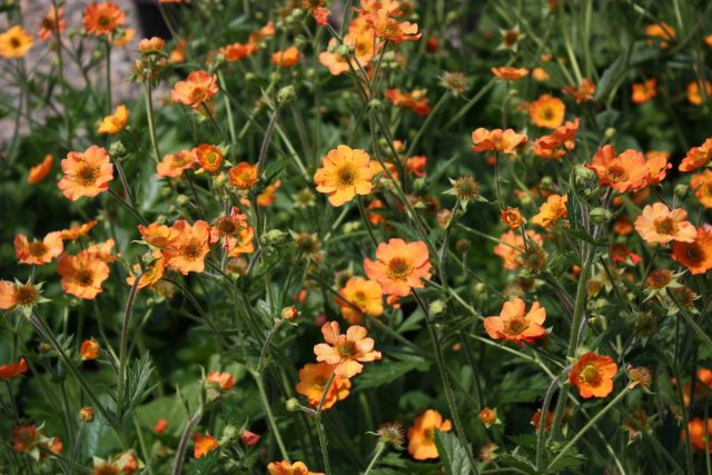 Гравилат (Geum) Гравилат (Geum)