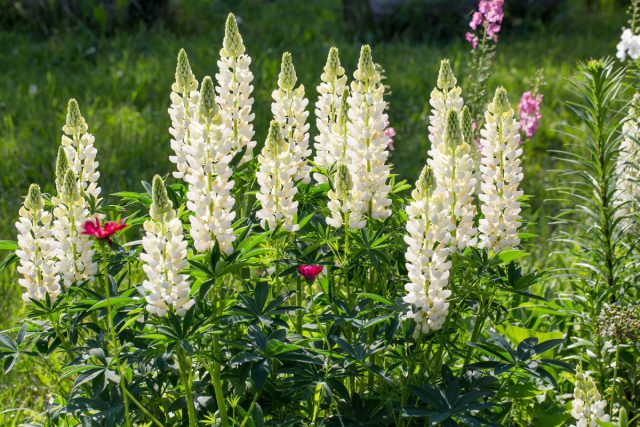 Люпин (Lupinus) Люпин (Lupinus)