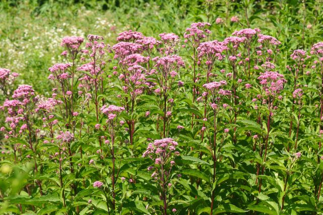 Посконник (Eupatorium maculatum) Посконник (Eupatorium maculatum)