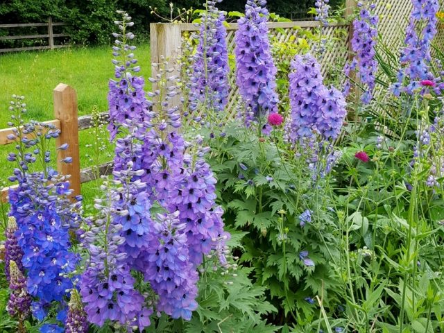 Дельфиниум (Delphinium elatum) Дельфиниум (Delphinium elatum)