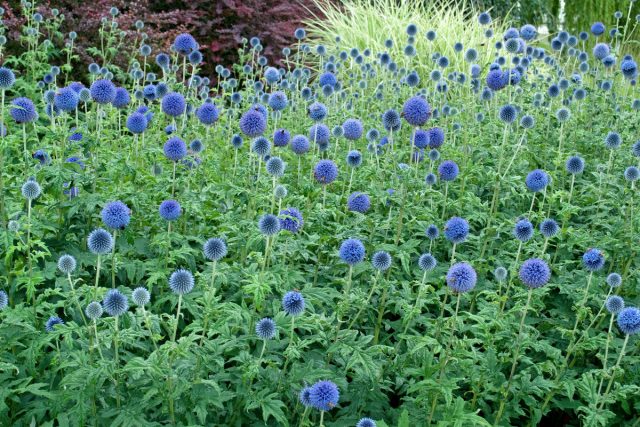 Моррдовник (Echinops) Моррдовник (Echinops)