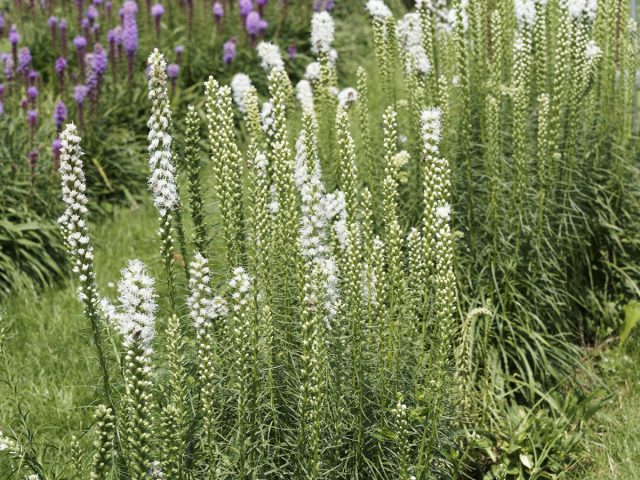 Лиатрис колосковая (Liatris spicata) Лиатрис колосковая (Liatris spicata)