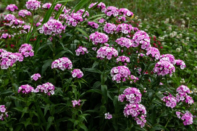 Гвоздика (Dianthus) Гвоздика (Dianthus)