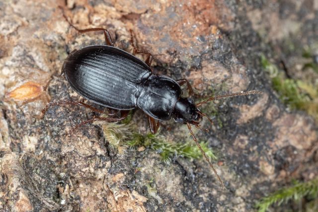 Жужелица (Carabidae) Жужелица (Carabidae)