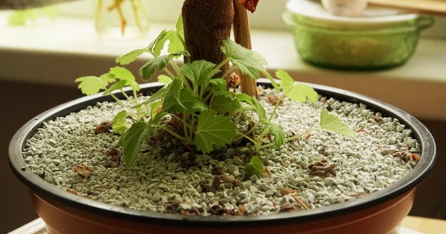 Природный цеолит может также украсить горшки с растениями