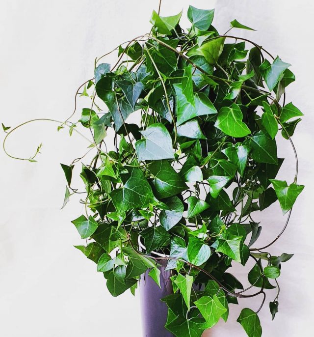 Крестовник крупноязычковый (Senecio macroglossus) Крестовник крупноязычковый (Senecio macroglossus)