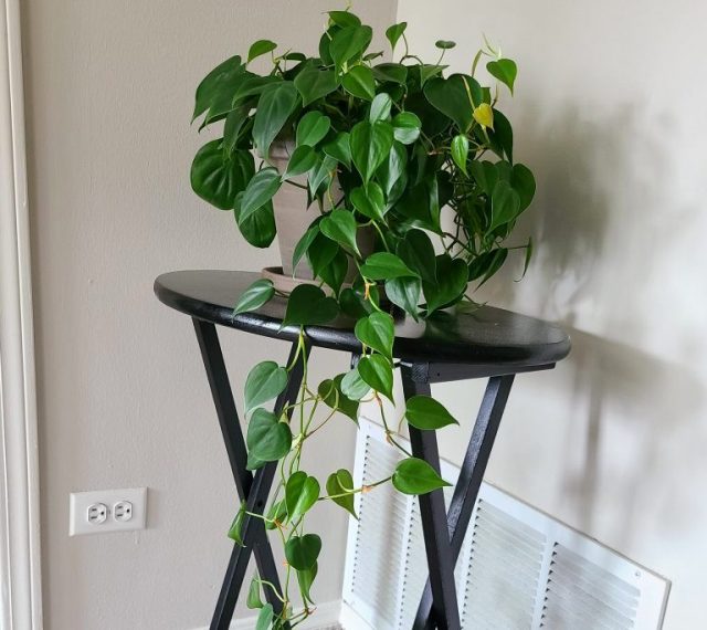 Филодендрон лазящий (Philodendron hederaceum) Филодендрон лазящий (Philodendron hederaceum)