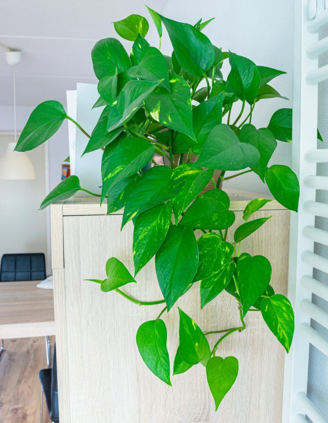 Эпипремнум золотистый (Epipremnum aureum) Эпипремнум золотистый (Epipremnum aureum)