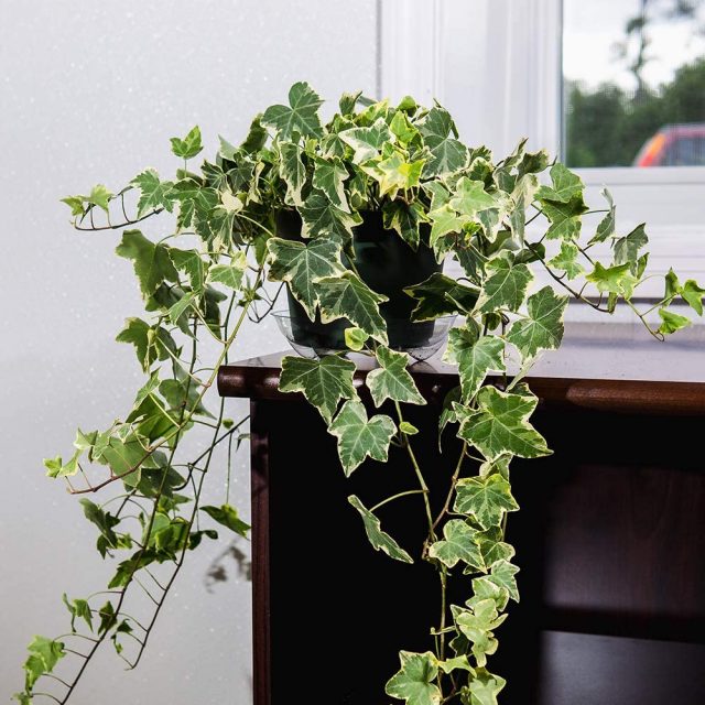 Плющ обыкновенный (Hedera helix) Плющ обыкновенный (Hedera helix)