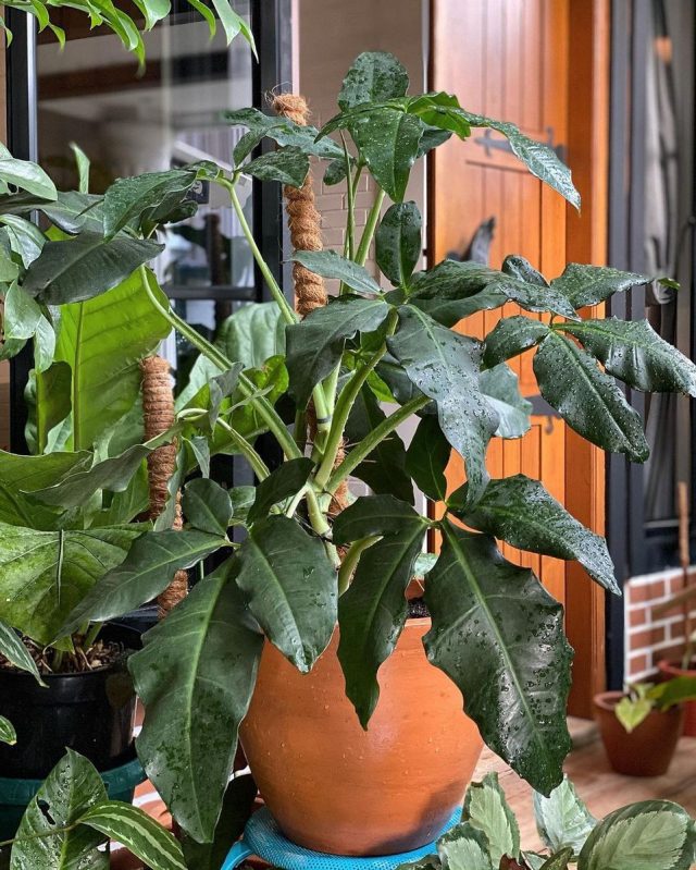 Сингониум ушковидный, или ушастый (Syngonium auritum) Сингониум ушковидный, или ушастый (Syngonium auritum)