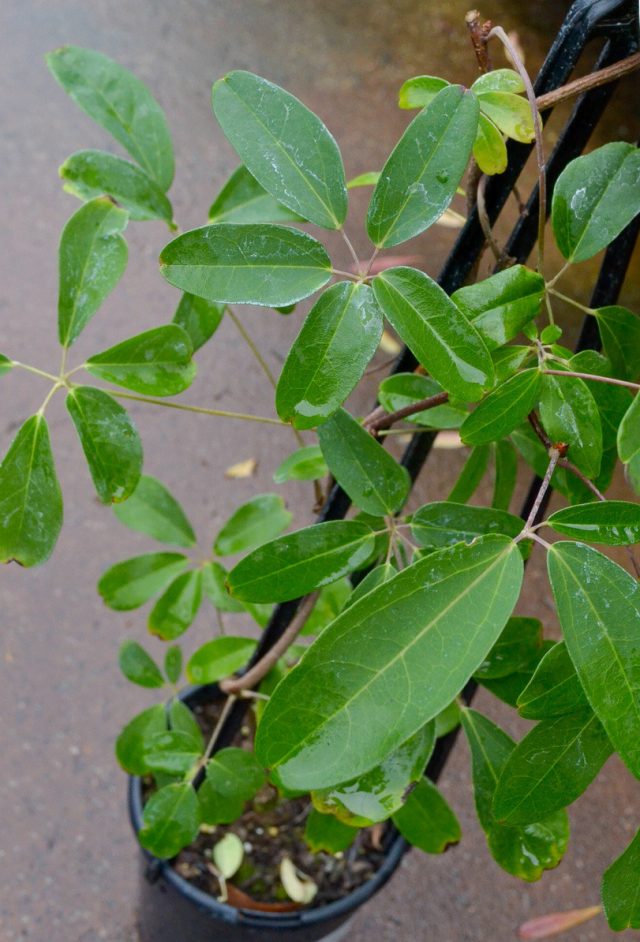 Акебия пятерная (Akebia quinata) Акебия пятерная (Akebia quinata)