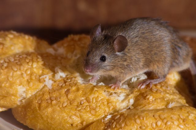 Боремся с мышами в доме без вреда для себя