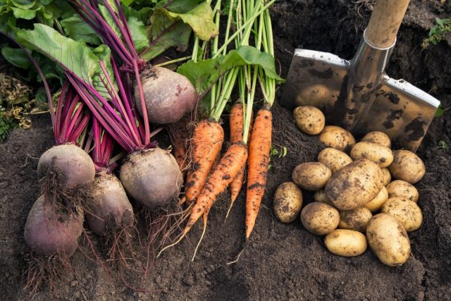 Как сохранить урожай корнеплодов Как сохранить урожай корнеплодов