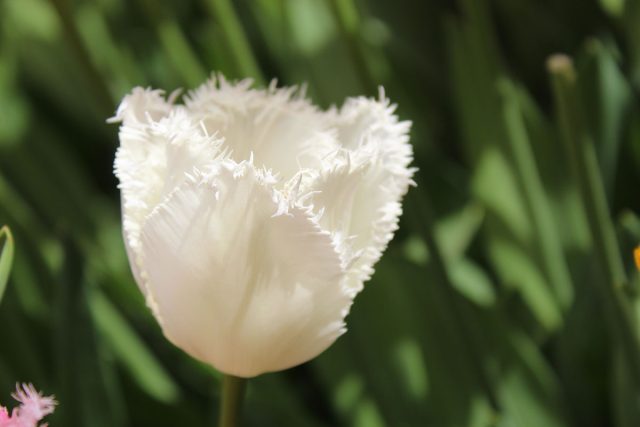 Бахромчатые тюльпаны привлекают внимание красотой