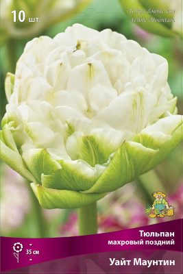 Махровый поздний тюльпан «Уайт Маунтин» (White Mountain)