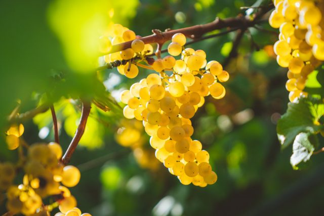 Виноград — секреты здорового урожая
