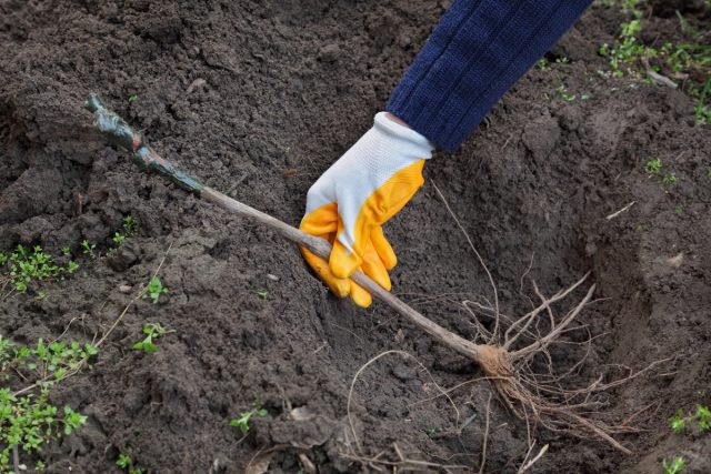 Процесс посадки винограда Процесс посадки винограда