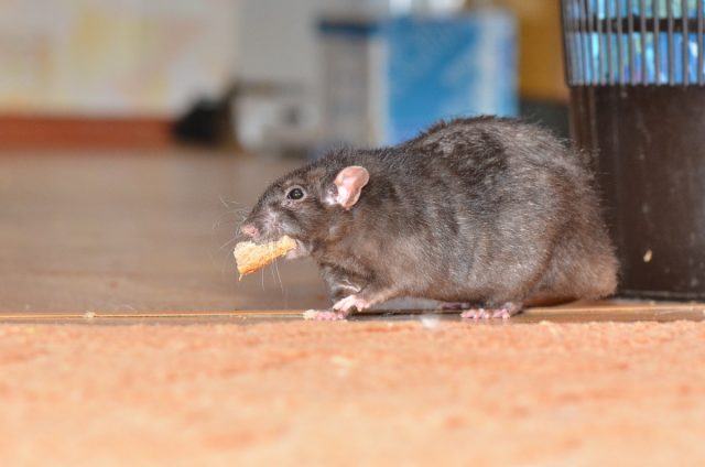 Защищаем дачные постройки от крыс и мышей