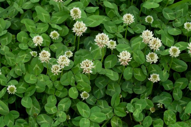 Ползучий, или белый клевер, белая кашка (Trifolium repens) Ползучий, или белый клевер, белая кашка (Trifolium repens)