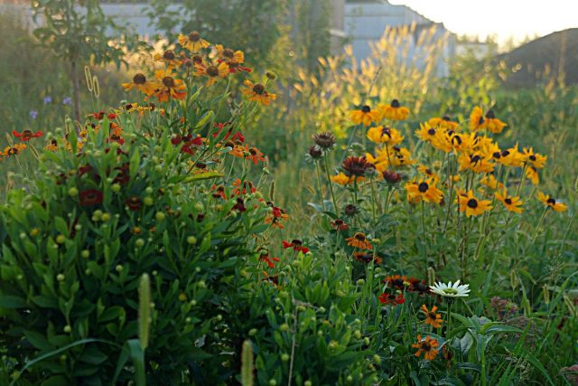 Гелениум осенний (Helenium autumnale) Гелениум осенний (Helenium autumnale)