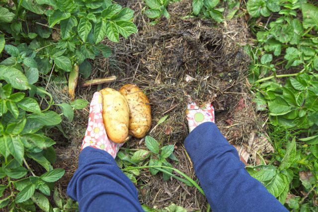 В Комсомольске-на-Амуре удачным оказалось мульчирование картофеля скошенной травой