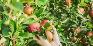Как понять, что пора собирать урожай яблок?