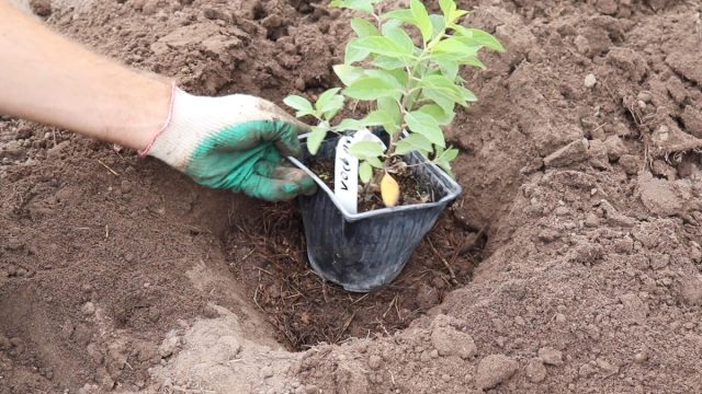 Как правильно посадить гортензию и ухаживать за саженцем после высадки? Как правильно посадить гортензию и ухаживать за саженцем после высадки?