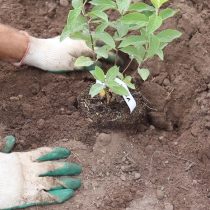 Поместите гортензию в центр посадочной ямы Поместите гортензию в центр посадочной ямы