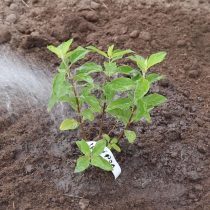 Уплотните почву вокруг кустика, полейте ее и замульчируйте приствольный круг Уплотните почву вокруг кустика, полейте ее и замульчируйте приствольный круг