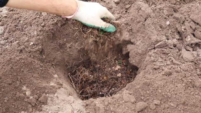 Подготавливаем посадочную яму для высадки гортензии