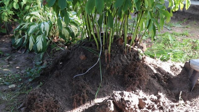 Как правильно разделить и пересадить кусты пионов? Как правильно разделить и пересадить кусты пионов?