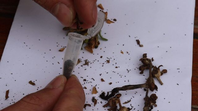 Чтобы семена разных сортов петуний не перемешались между собой, лучше всего сложить «микроскопические» семена в пластиковые ампулы с крышкой