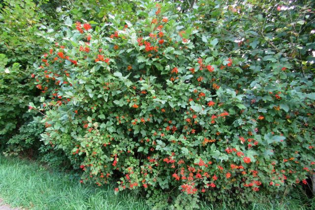 Калина обыкновенная (Viburnum opulus) Калина обыкновенная (Viburnum opulus)