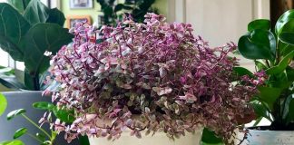 Каллизия — оригинальный почвопокровный суккулент