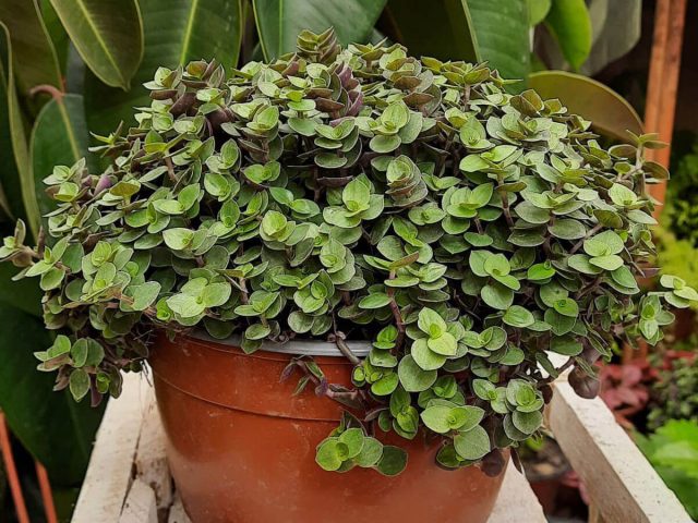 Каллизия ползучая (Callisia repens) Каллизия ползучая (Callisia repens)