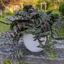 Каллизия ладьевидная (Callisia navicularis) Каллизия ладьевидная (Callisia navicularis)