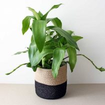 Каллизия душистая (Callisia fragrans) Каллизия душистая (Callisia fragrans)