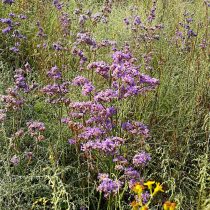 Кермек Гмелина (Limonium gmelinii) Кермек Гмелина (Limonium gmelinii)