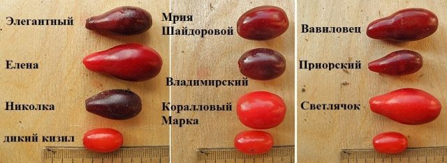 Сравнение ягод кизила разных сортов Сравнение ягод кизила разных сортов