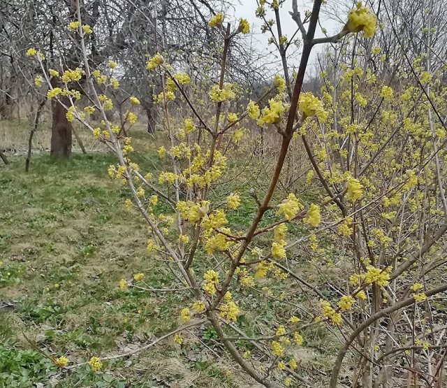 Цветение кизила