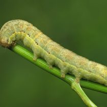 Капустная совка (Mamestra brassicae) Капустная совка (Mamestra brassicae)