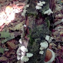 Щелелистник обыкновенный (Schizophyllum commune) Щелелистник обыкновенный (Schizophyllum commune)
