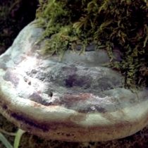 Настоящий трутовик (Fomes fomentarius) Настоящий трутовик (Fomes fomentarius)
