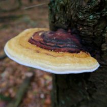 Окаймлённый трутовик (Fomitopsis pinicola) Окаймлённый трутовик (Fomitopsis pinicola)