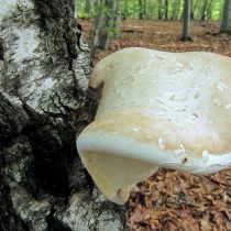 Берёзовая губка (Piptoporus betulinus) Берёзовая губка (Piptoporus betulinus)