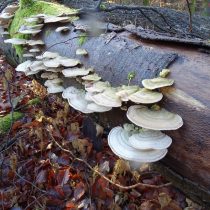 Губка жёстковолосистая, или Трутовик жёстковолосистый (Trametes hirsuta) Губка жёстковолосистая, или Трутовик жёстковолосистый (Trametes hirsuta)