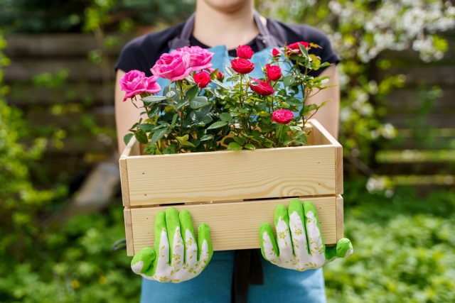 Миниатюрные контейнерные розы — как спасти и выращивать в саду?
