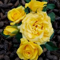 Роза «Миниатюр Йеллоу» (Miniature Yellow) Роза «Миниатюр Йеллоу» (Miniature Yellow)
