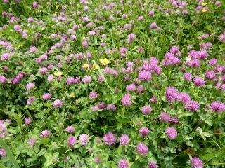 Красный клевер (Trifolium pratense) Красный клевер (Trifolium pratense)