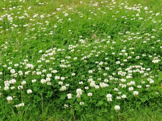 Белый клевер (Trifolium repens) Белый клевер (Trifolium repens)